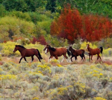 Horses with follwers